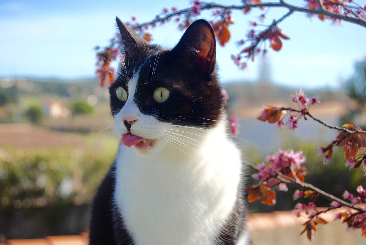 Le Mas Marguerite Arles Bagian luar foto