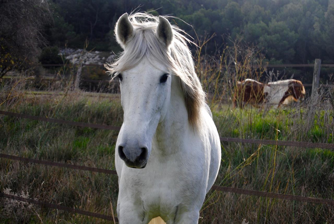 Le Mas Marguerite Arles Bagian luar foto